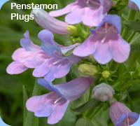 Penstemon Plugs - Penstemon Heavenly Blue